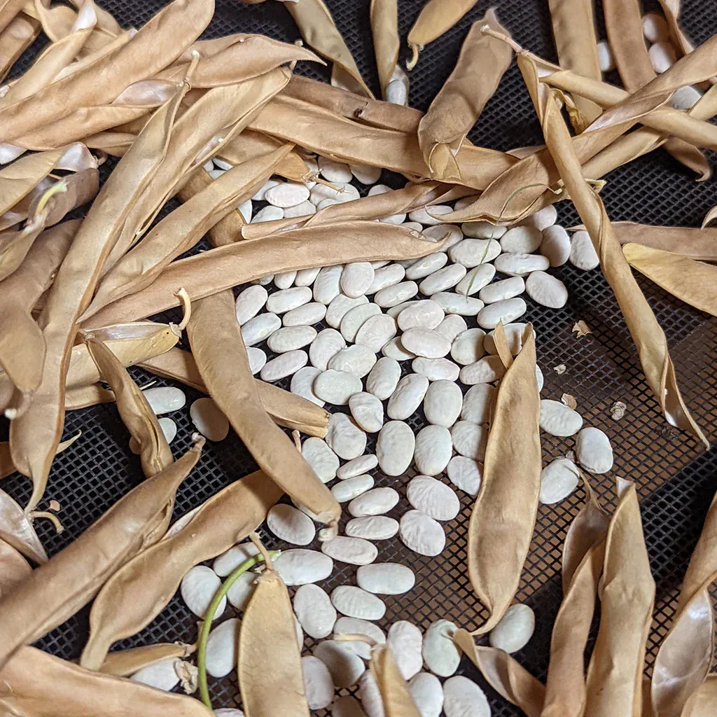 Frijol Serahui Tepari 10kg